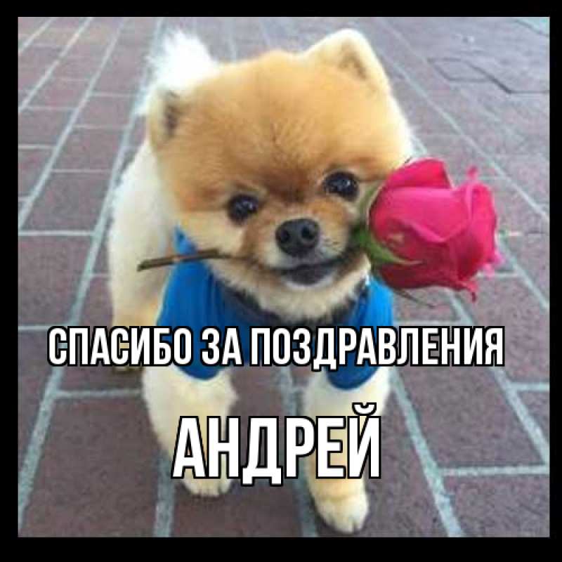 Картинка Спасибо за поздравления, Андрей