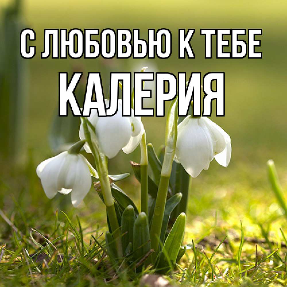Открытка  с именем. Калерия, С любовью к тебе  