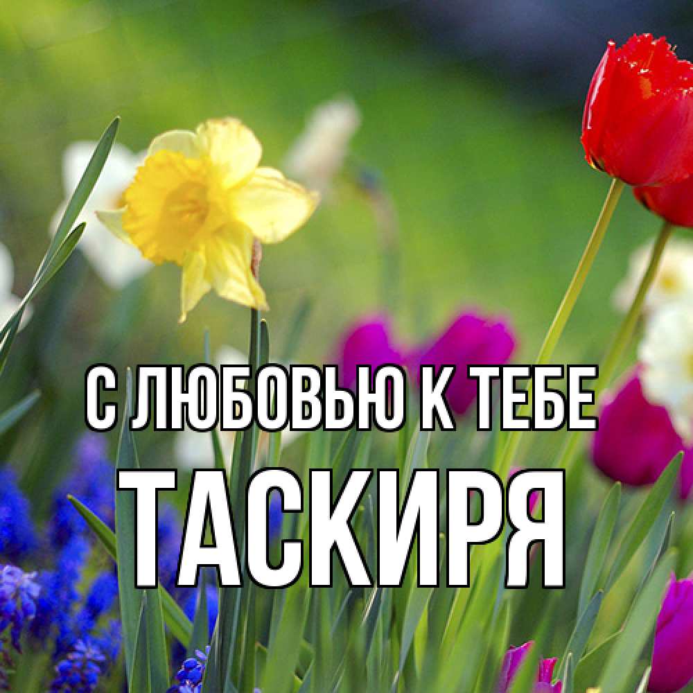 Открытка  с именем. Таскиря, С любовью к тебе  