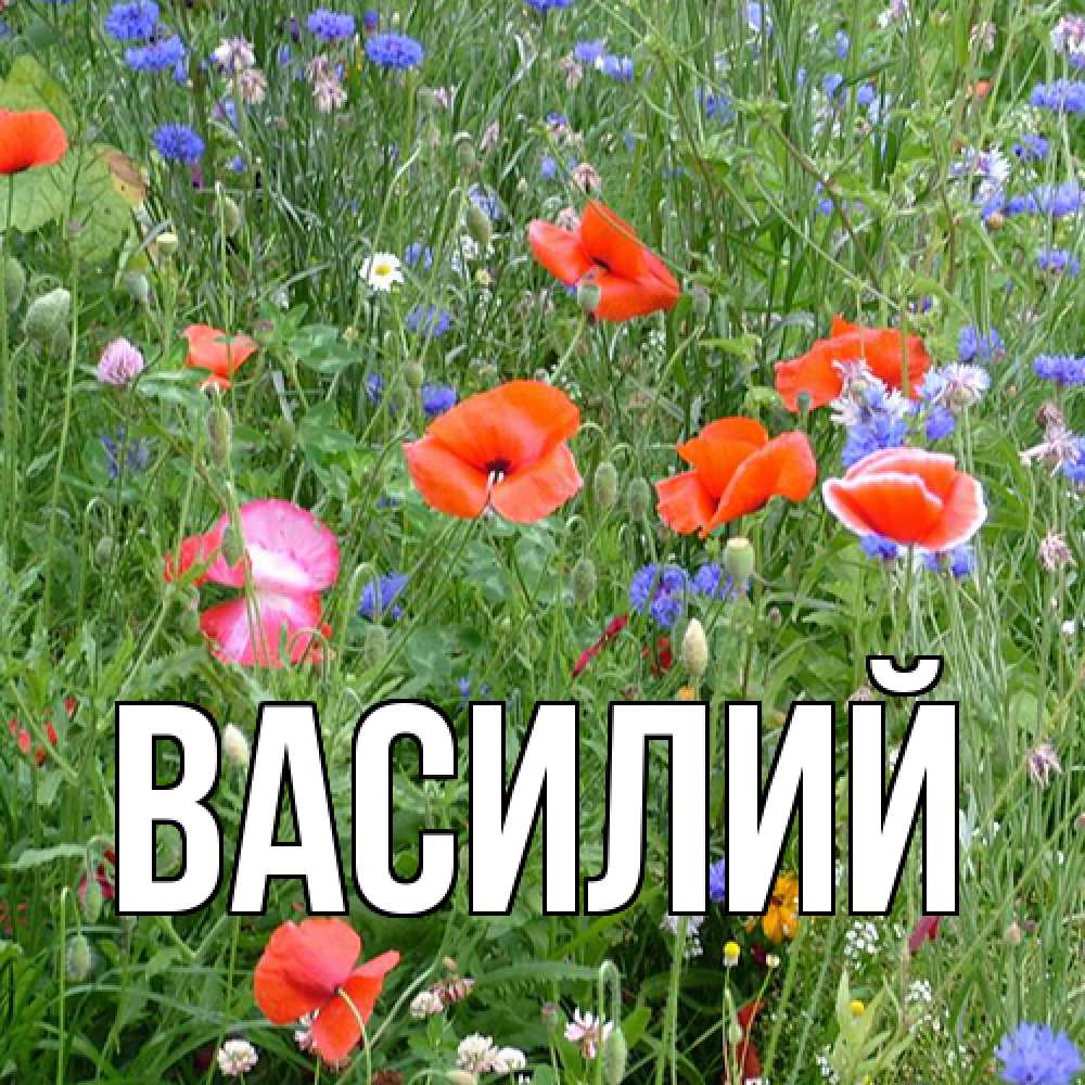 Открытка  с именем. Василий, Главная  