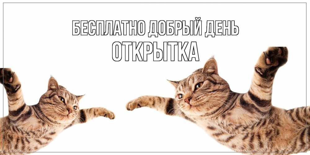 Открытка  с именем. открытка, Добрый день  
