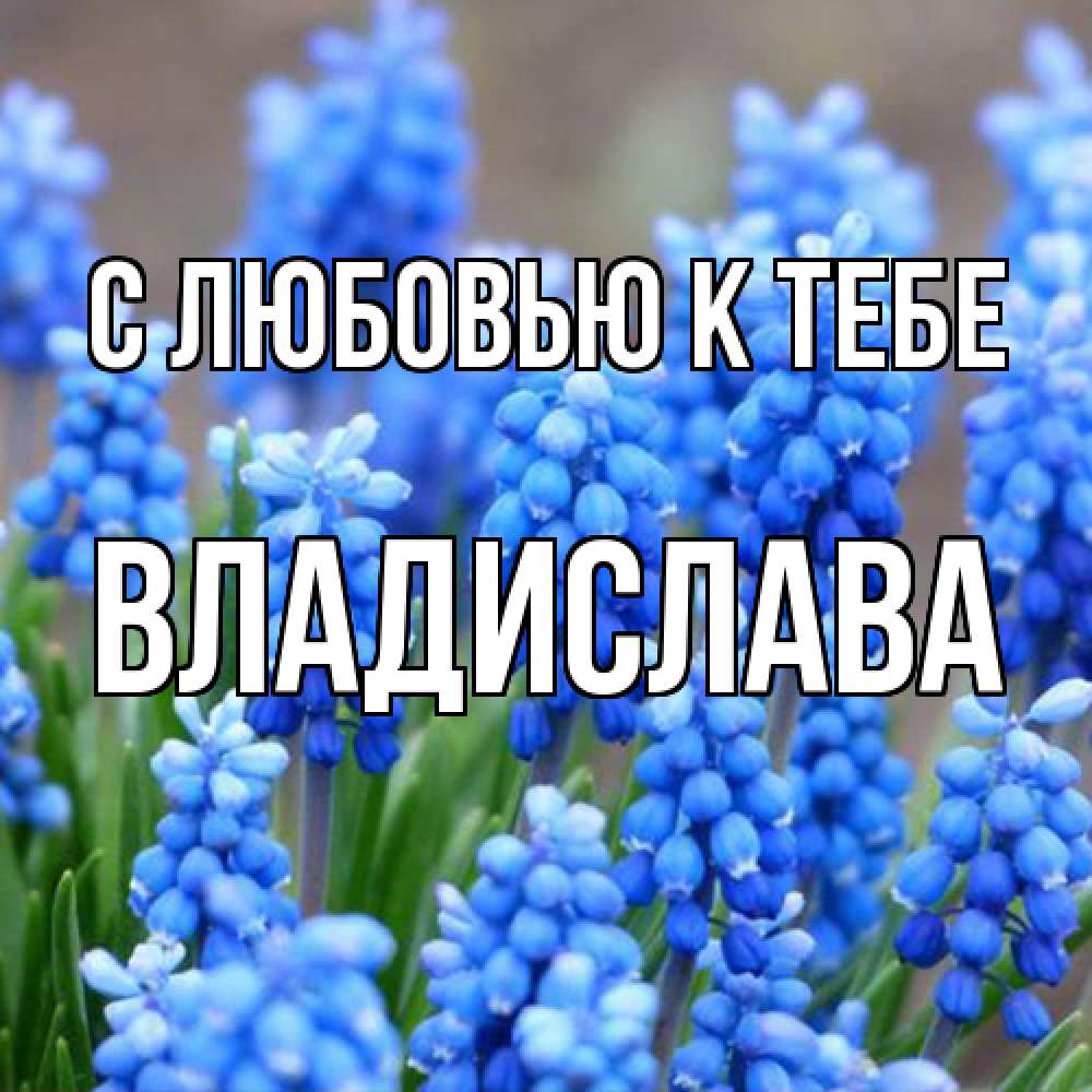 Открытка  с именем. Владислава, С любовью к тебе  