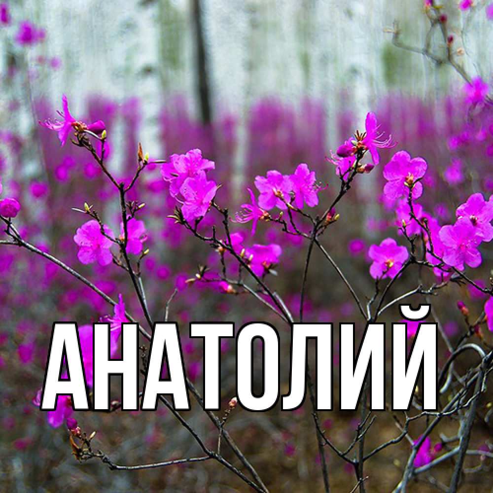 Открытка  с именем. Анатолий, Главная  