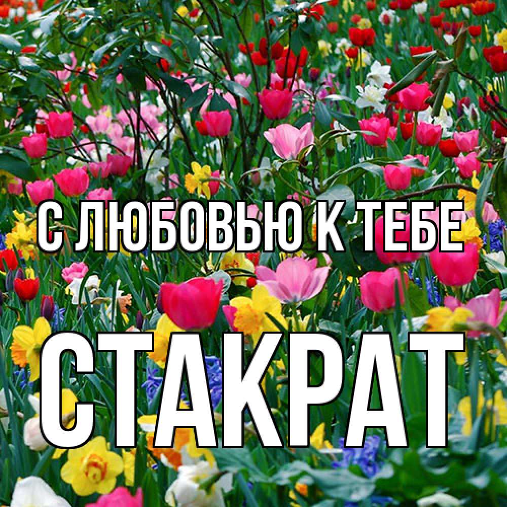 Открытка  с именем. Стакрат, С любовью к тебе  