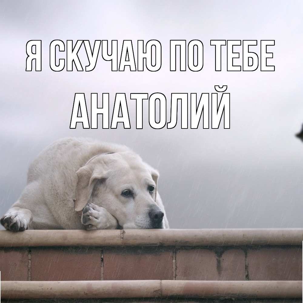 Открытка  с именем. Анатолий, Я скучаю по тебе  