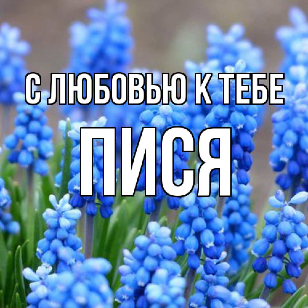 Открытка  с именем. пися, С любовью к тебе  