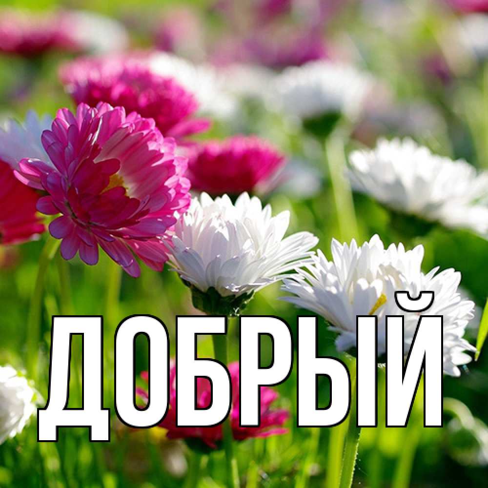 Открытка  с именем. Добрый, Главная  