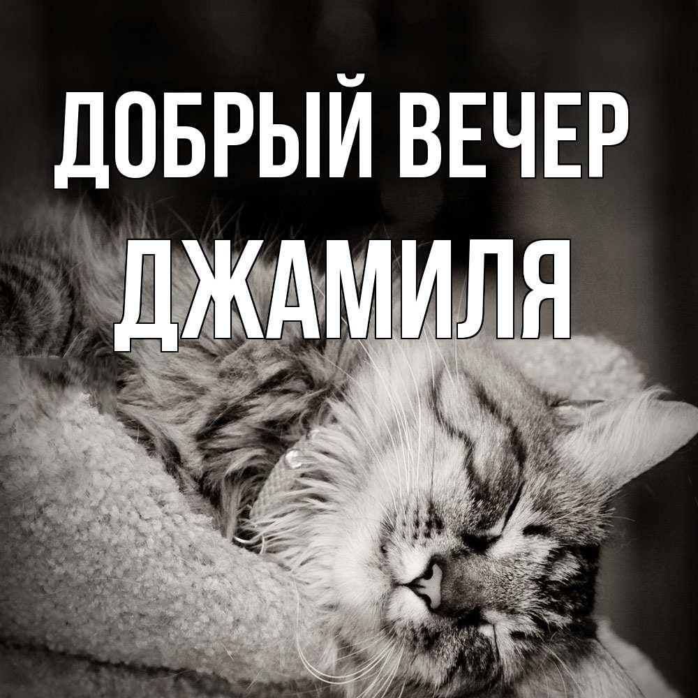 Открытка  с именем. Джамиля, Добрый вечер  