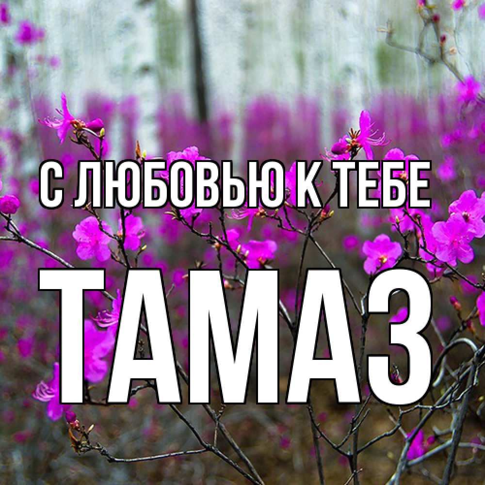 Открытка  с именем. Тамаз, С любовью к тебе  