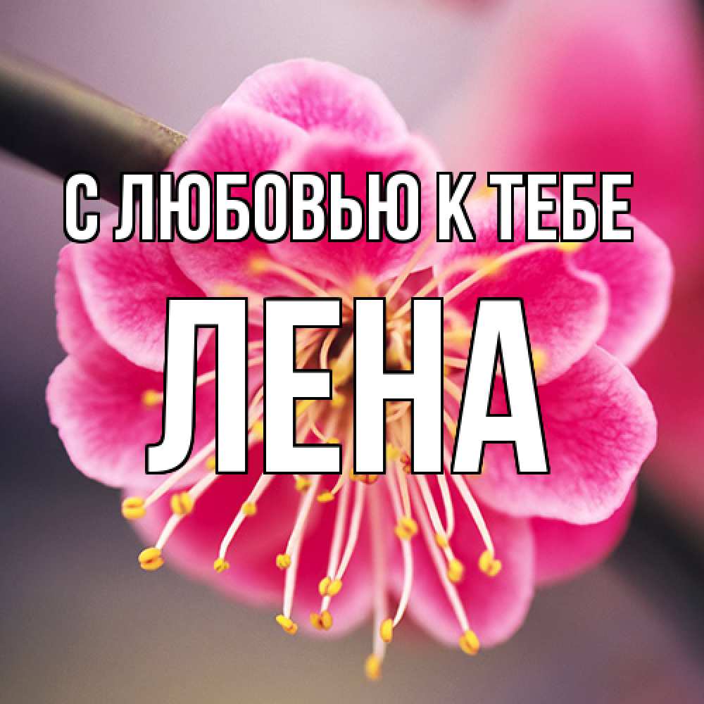 Открытка  с именем. лена, С любовью к тебе  