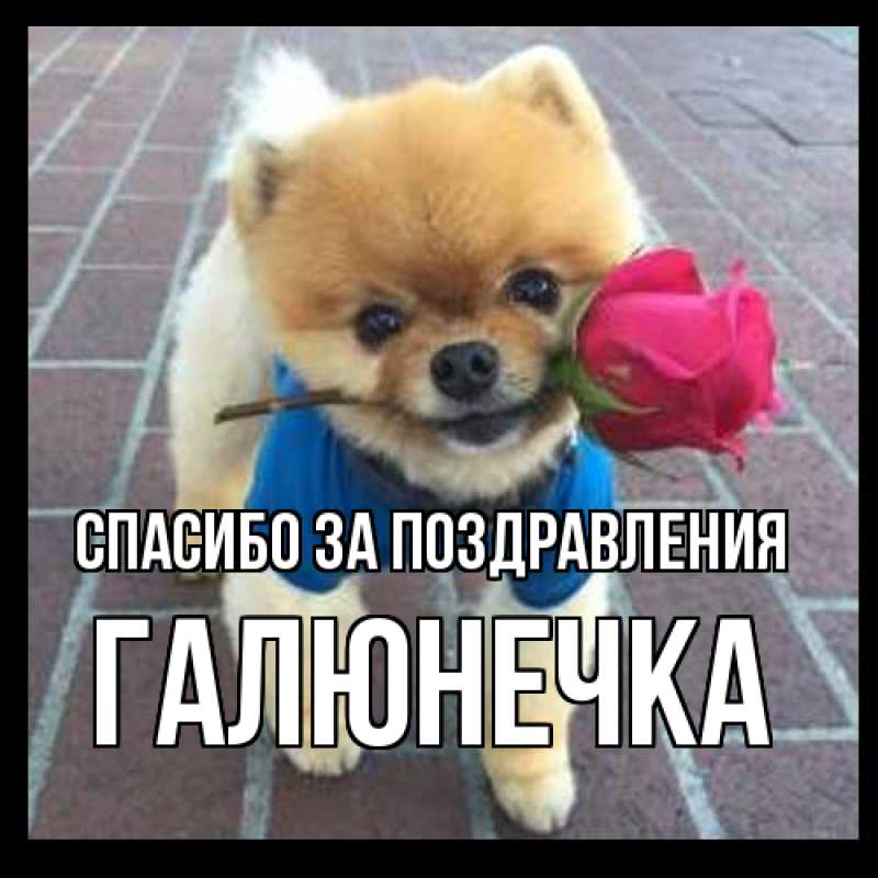 Картинка Спасибо за поздравления, Галюнечка