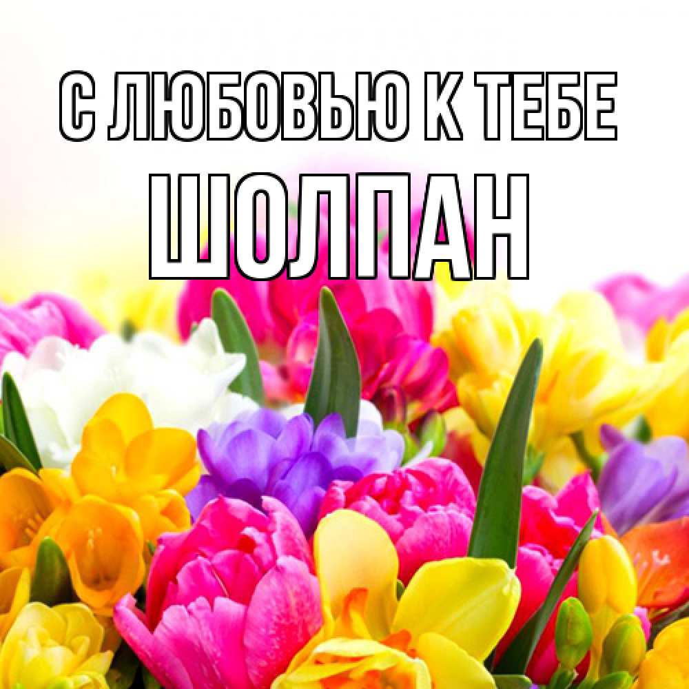 Открытка  с именем. Шолпан, С любовью к тебе  