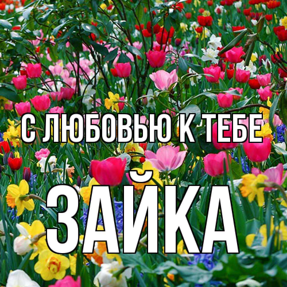 Открытка  с именем. Зайка, С любовью к тебе  