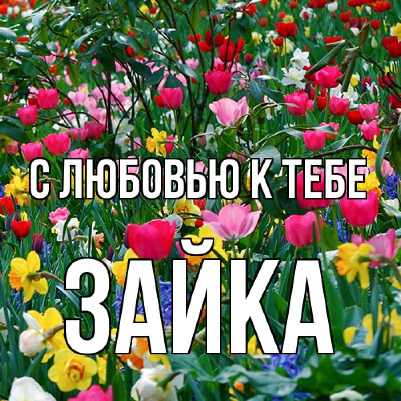 Картинка С любовью к тебе, Зайка