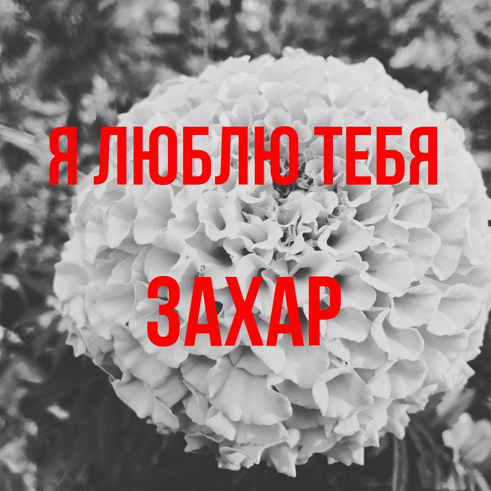 Открытка  с именем. Захар, Я люблю тебя  