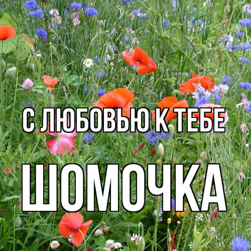 Картинка С любовью к тебе, Шомочка