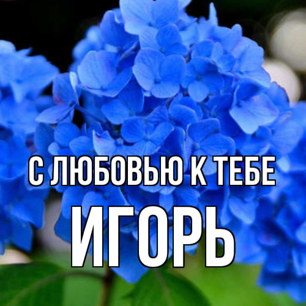 Открытка  с именем. Игорь, С любовью к тебе  