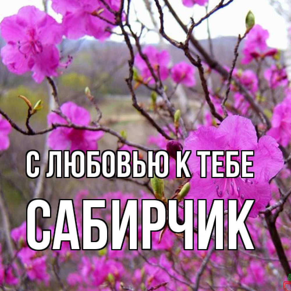 Открытка  с именем. Сабирчик, С любовью к тебе  