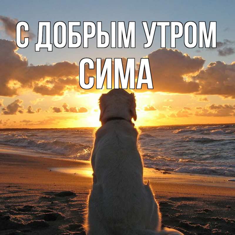 Картинка С добрым утром, Сима