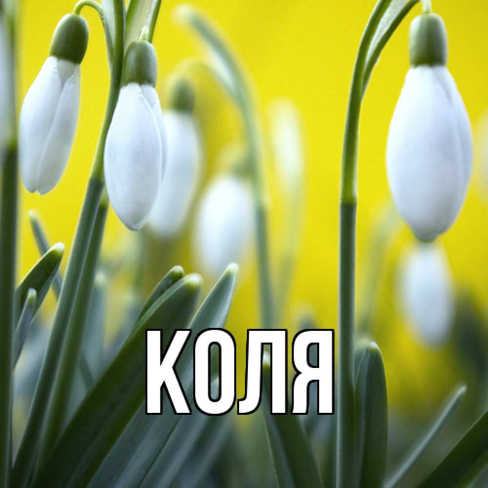 Открытка  с именем. коля, Главная  
