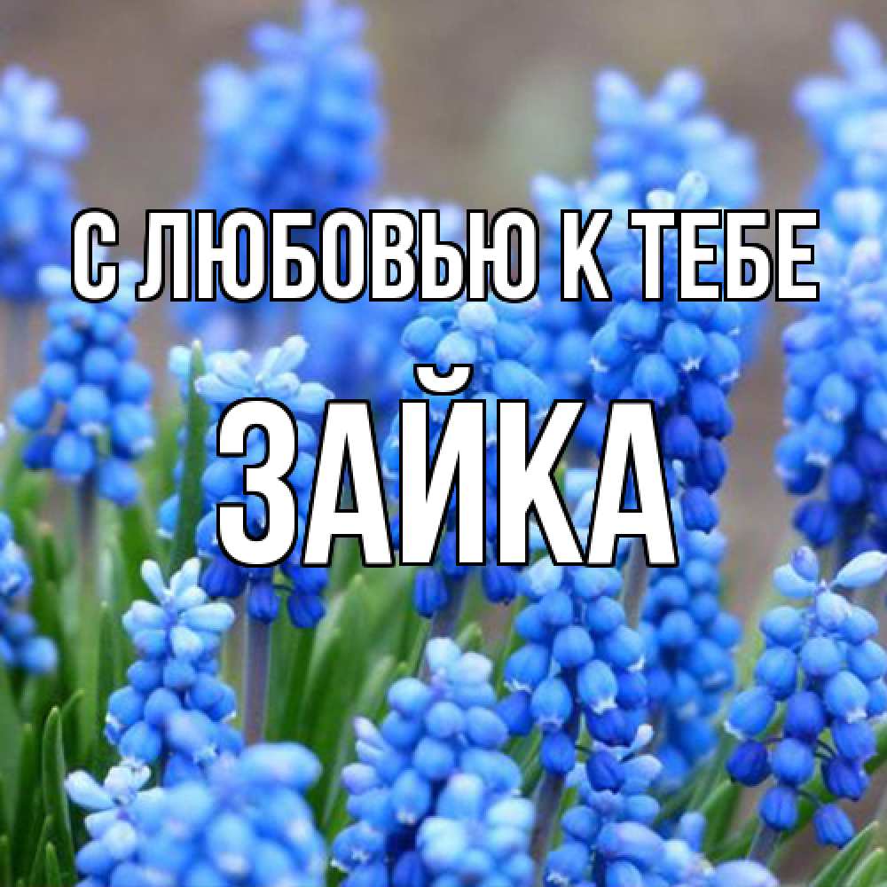 Открытка  с именем. Зайка, С любовью к тебе  