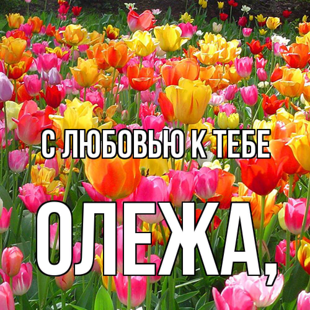 Открытка  с именем. Олежа, С любовью к тебе  