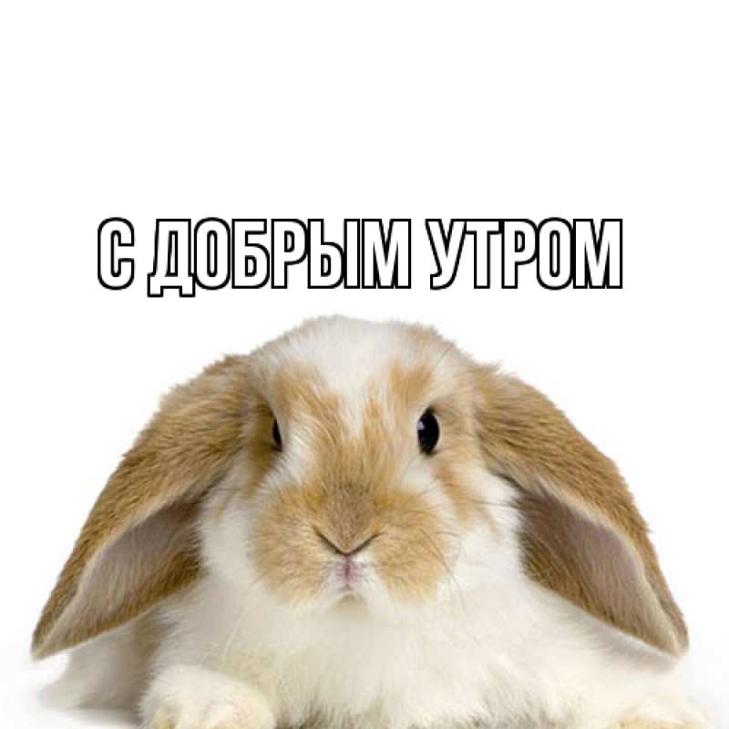 Картинка С добрым утром, 
