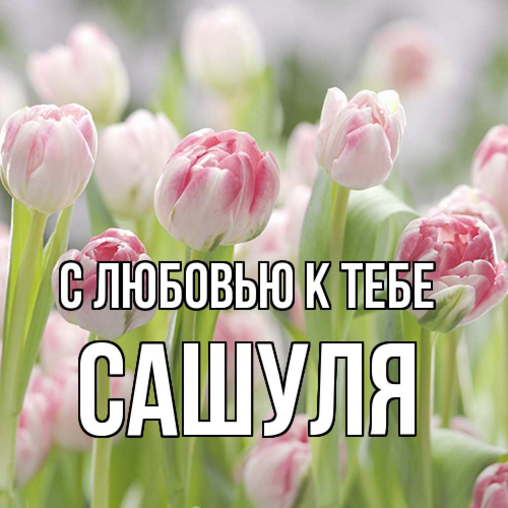 Открытка  с именем. Сашуля, С любовью к тебе  