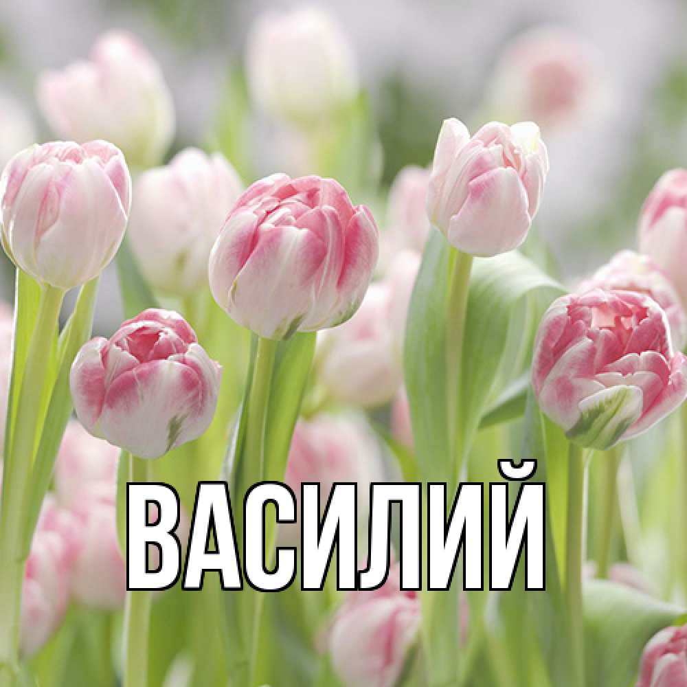 Открытка  с именем. Василий, Главная  