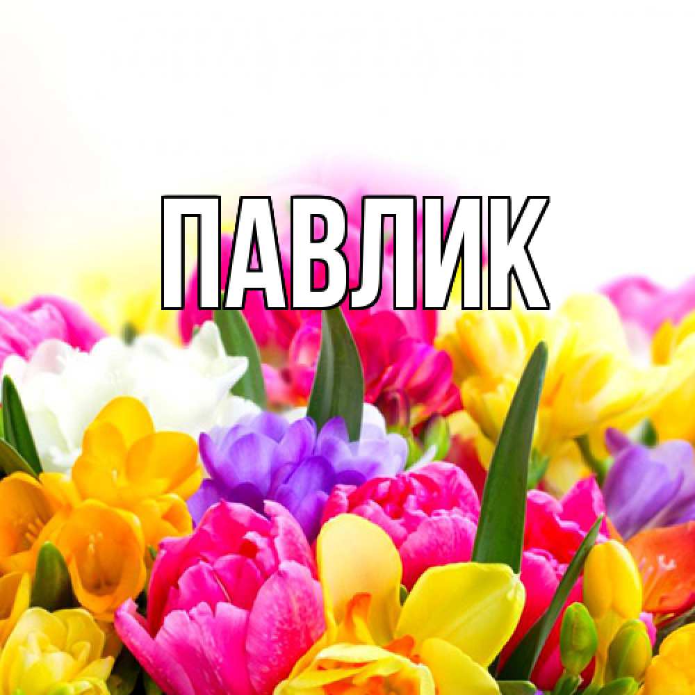 Открытка  с именем. Павлик, Главная  