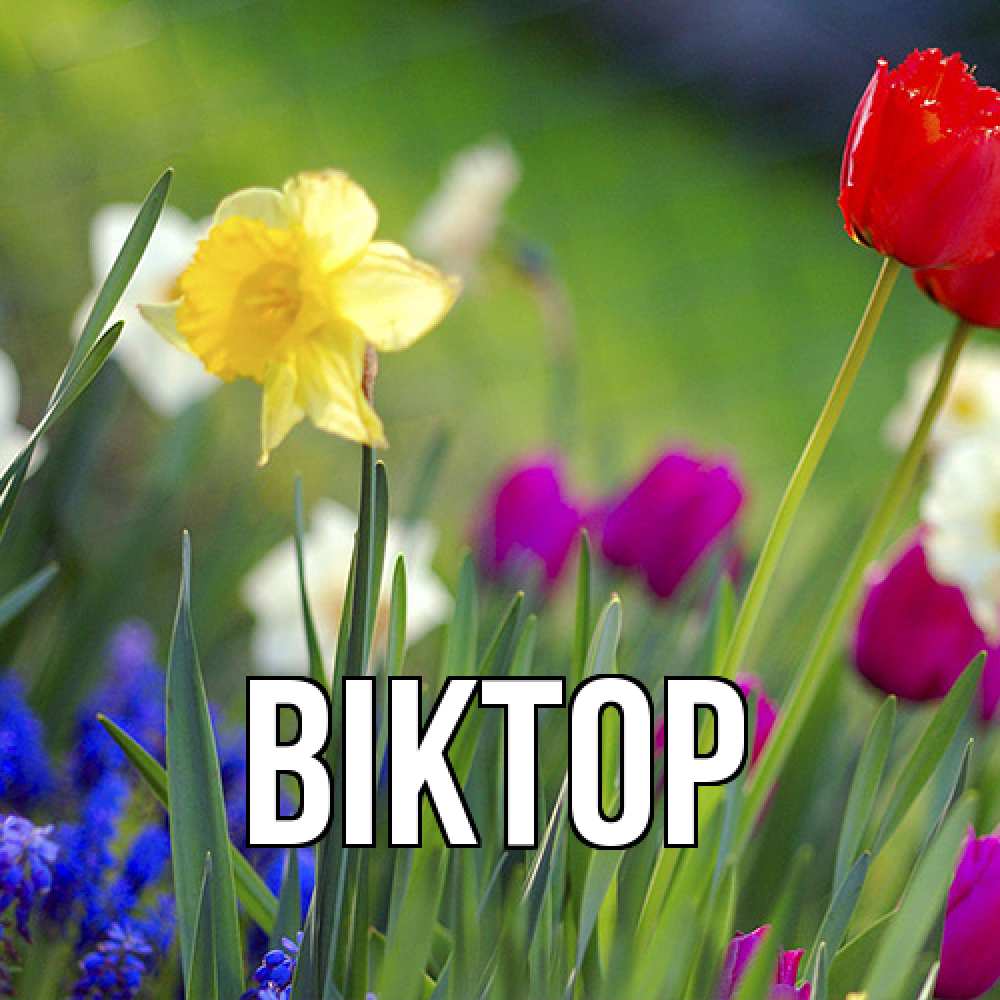 Открытка  с именем. Віктор, Главная  