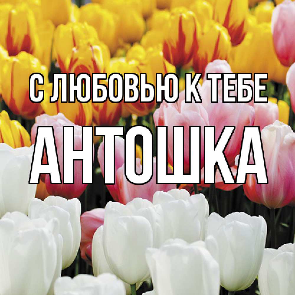 Открытка  с именем. Антошка, С любовью к тебе  