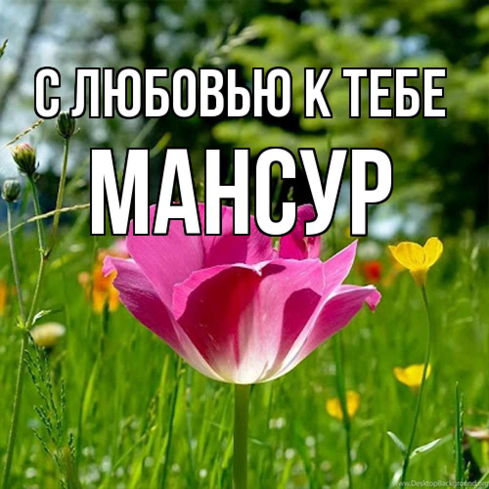 Открытка  с именем. Мансур, С любовью к тебе  