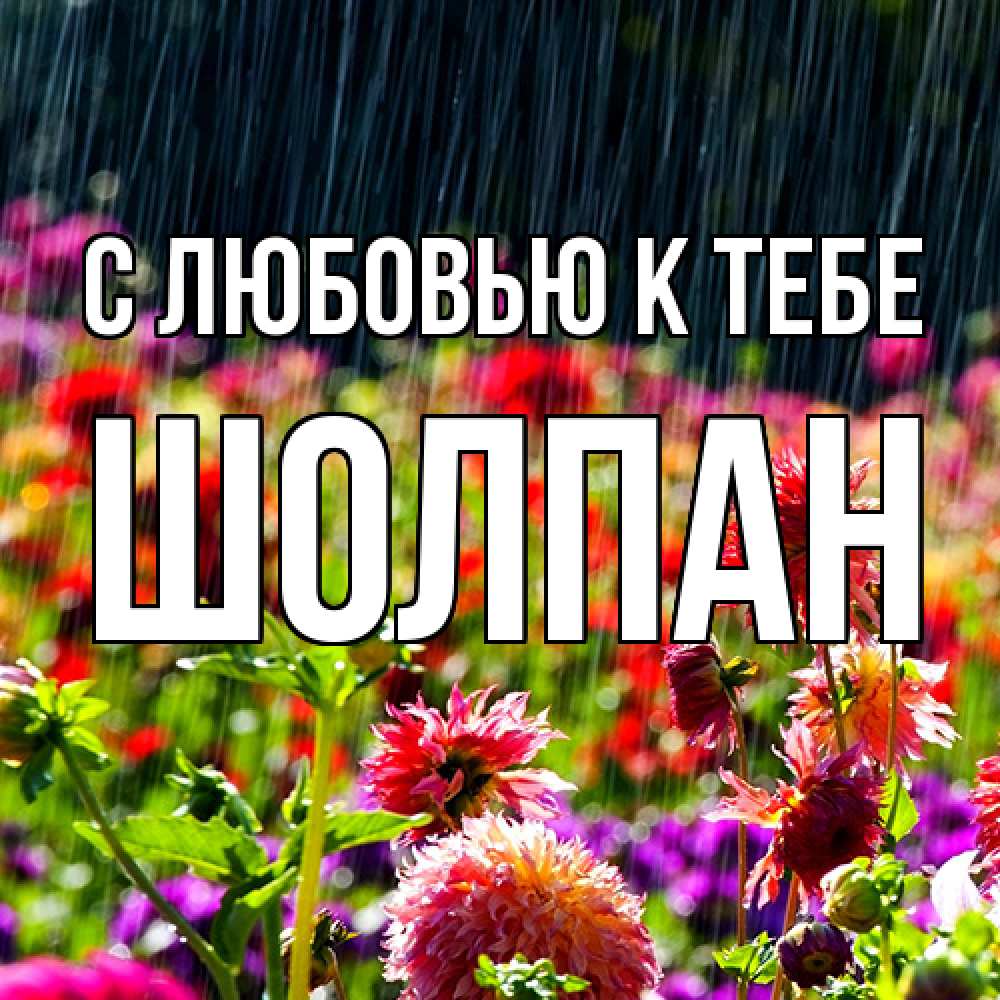 Открытка  с именем. Шолпан, С любовью к тебе  