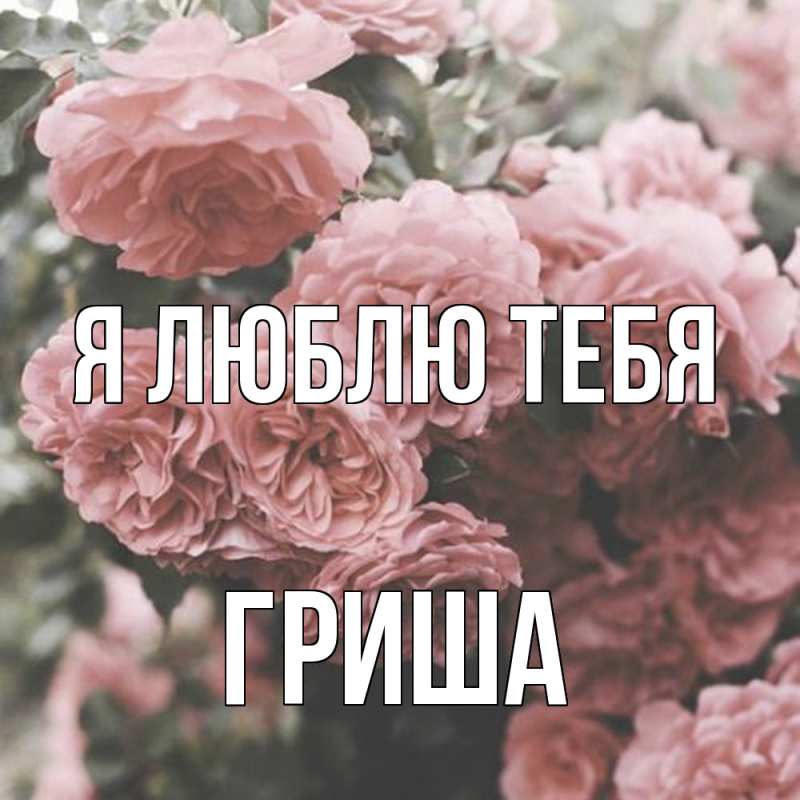 Картинка Я люблю тебя, Гриша