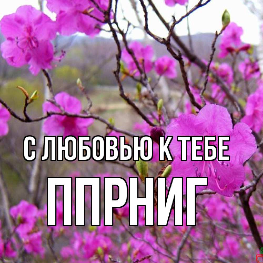 Открытка  с именем. Ппрниг, С любовью к тебе  