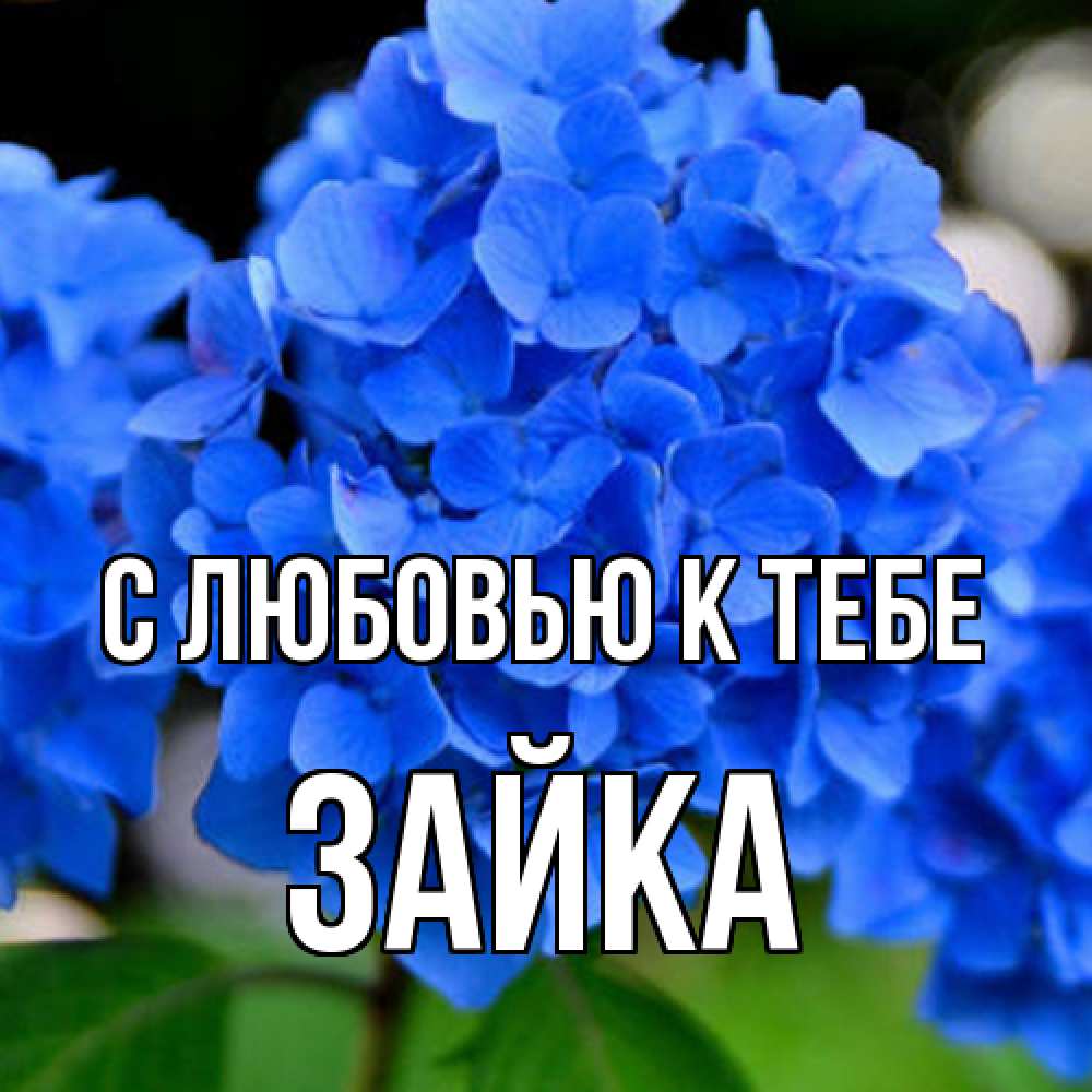 Открытка  с именем. Зайка, С любовью к тебе  