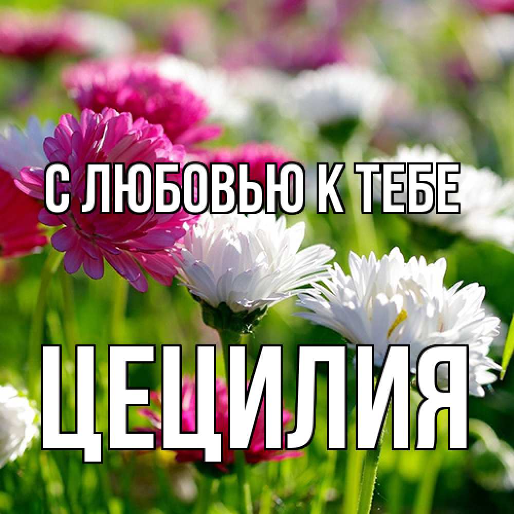 Открытка  с именем. Цецилия, С любовью к тебе  