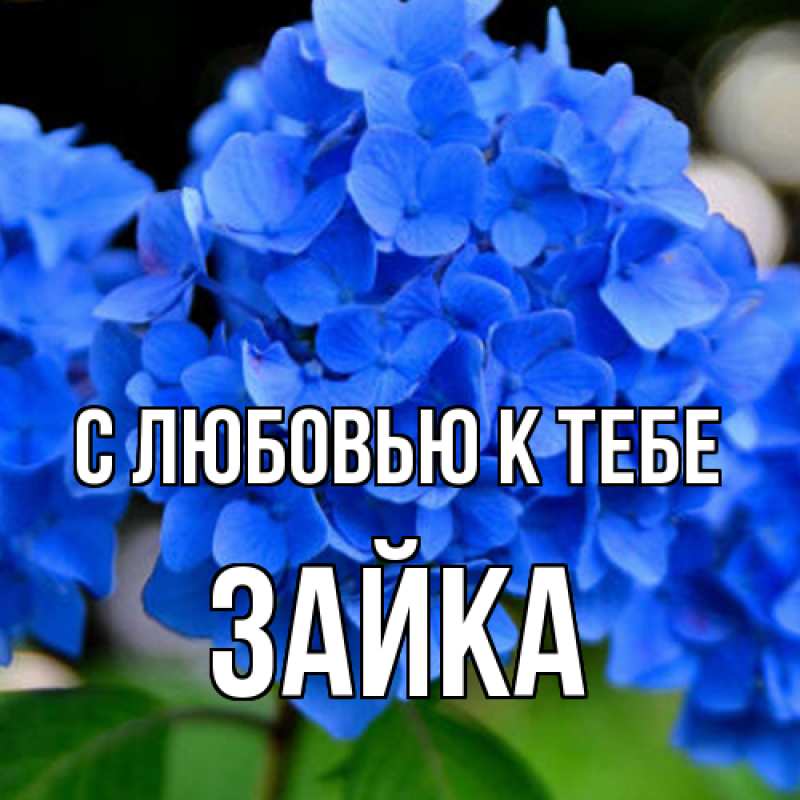 Картинка С любовью к тебе, Зайка