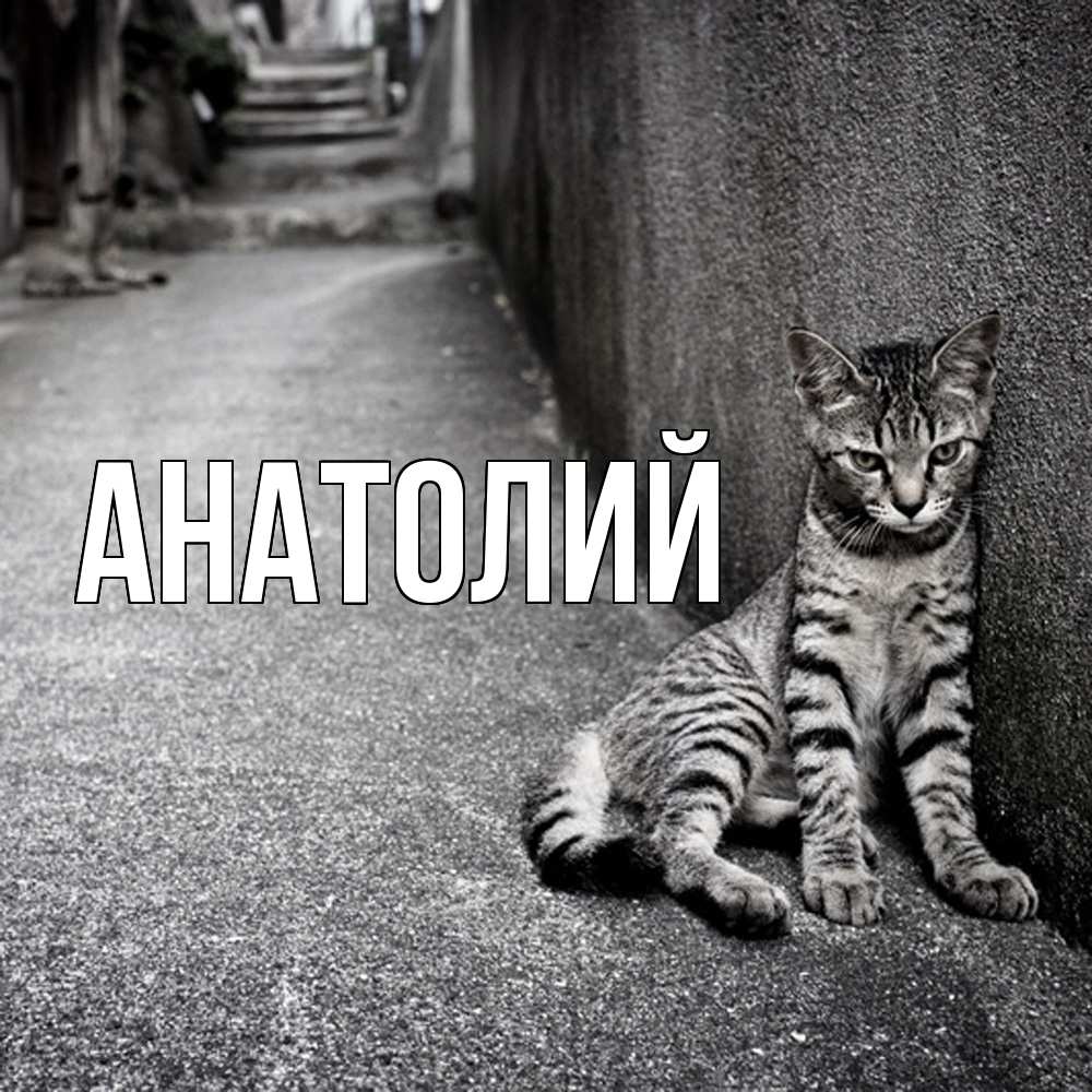 Открытка  с именем. Анатолий, Главная  