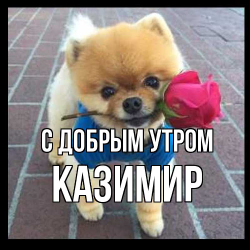 Картинка С добрым утром, Казимир