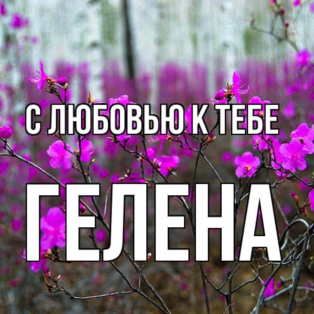 Открытка  с именем. Гелена, С любовью к тебе  