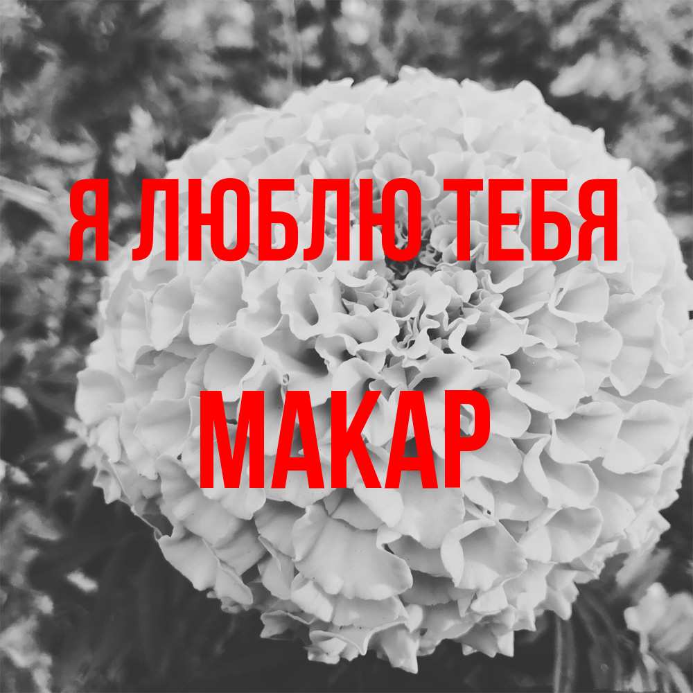 Открытка  с именем. Макар, Я люблю тебя  