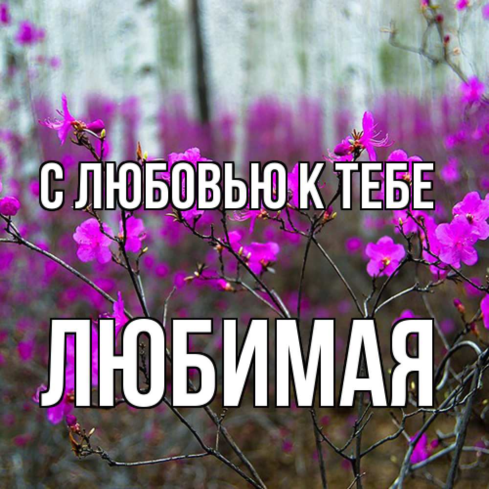 Открытка  с именем. Любимая, С любовью к тебе  