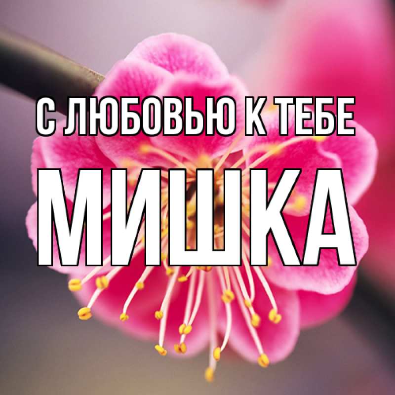 Картинка С любовью к тебе, Мишка