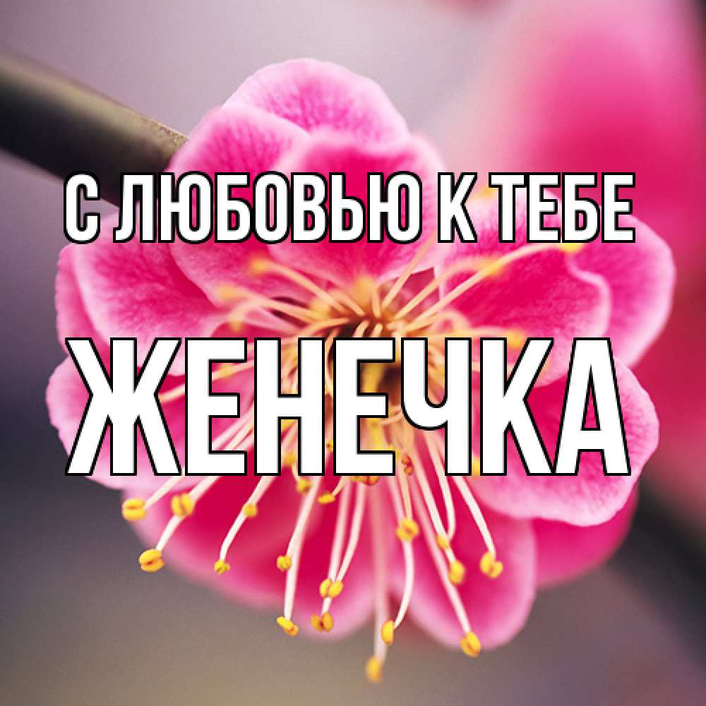 Открытка  с именем. Женечка, С любовью к тебе  