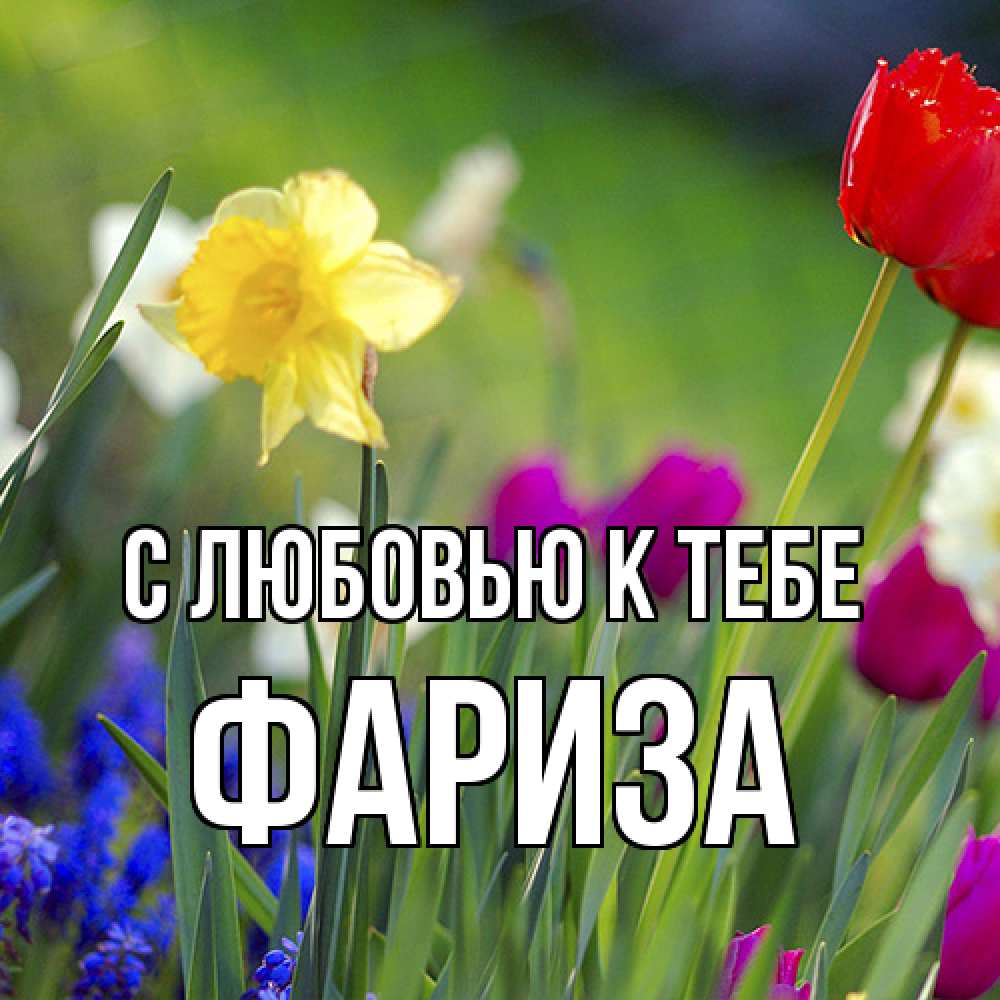 Открытка  с именем. Фариза, С любовью к тебе  