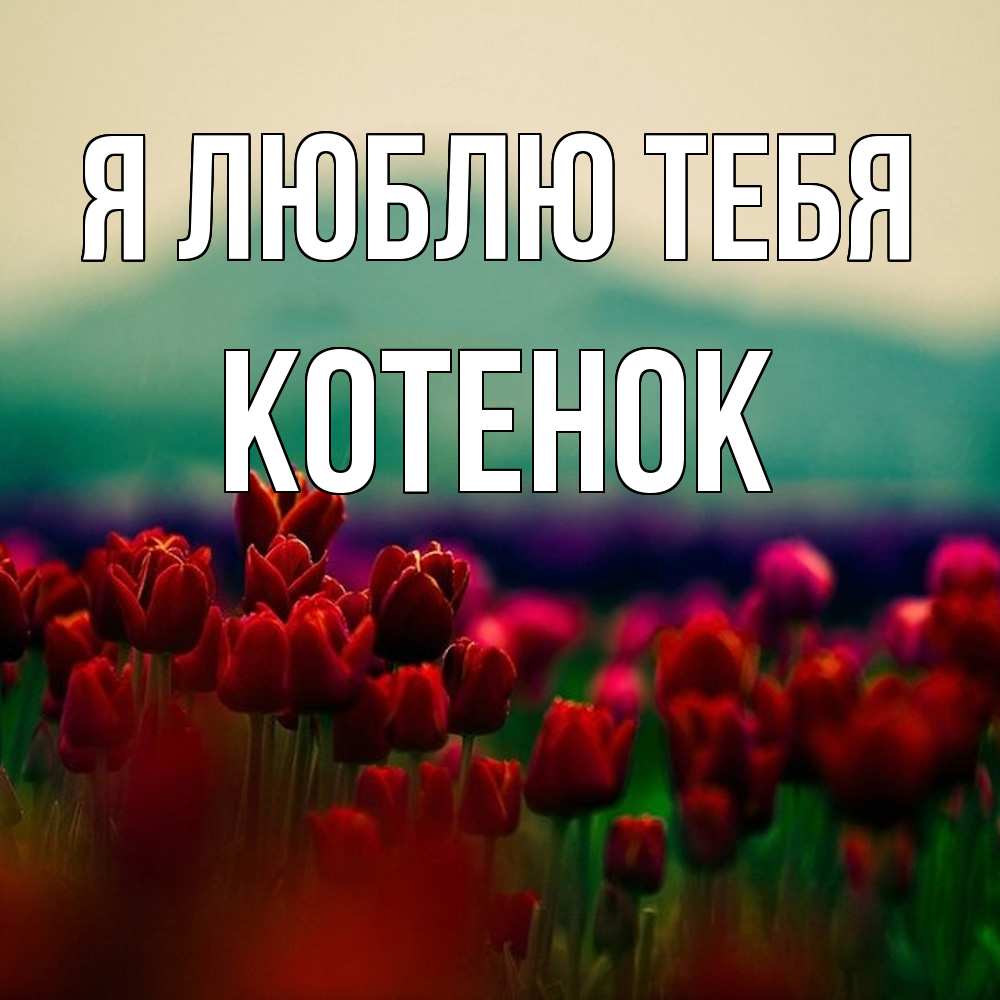 Открытка  с именем. Котенок, Я люблю тебя  