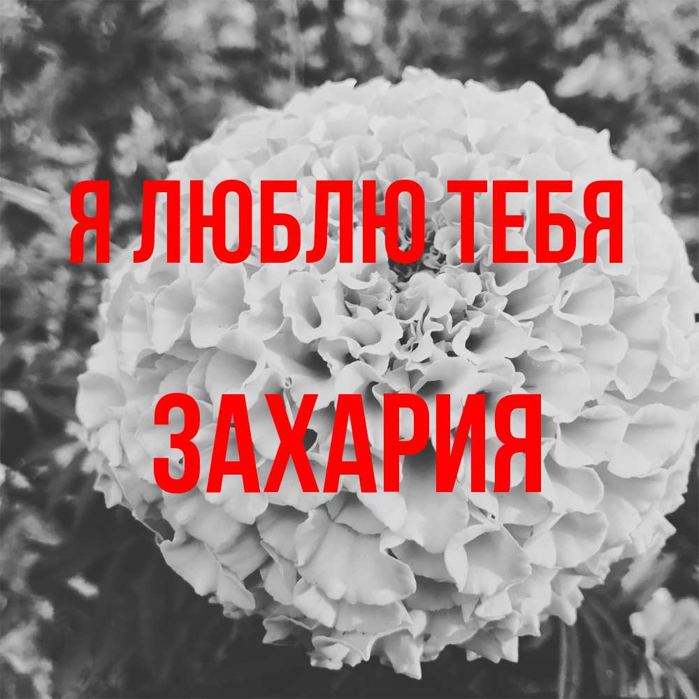 Открытка  с именем. Захария, Я люблю тебя  