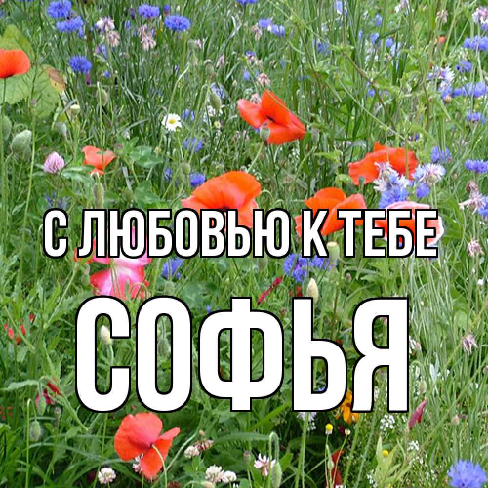 Открытка  с именем. Софья, С любовью к тебе  